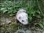 auroura