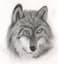 Wolfsphoto